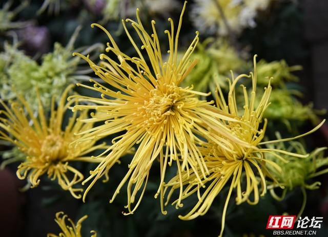 岁暖时刻丨“星城醉菊”正当时：岳麓山菊花展惊艳绽放，一眼入画！