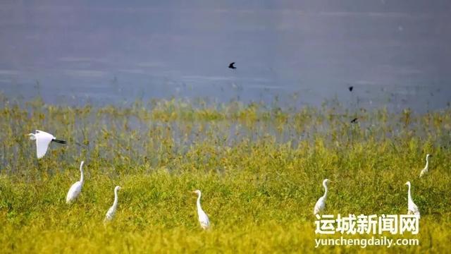 运城九大观鸟胜地邀你共赴冬日童话～