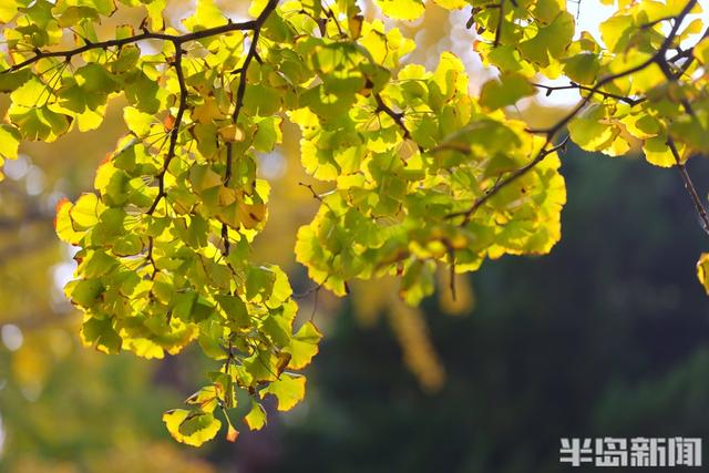 太平角银杏抢“鲜”黄！
