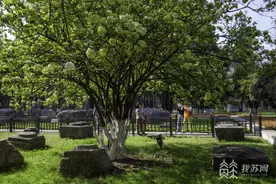 南京午朝门公园绣球花绽放图片