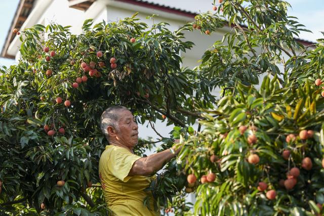 诗意中国｜荔枝驿路蜀道不再难