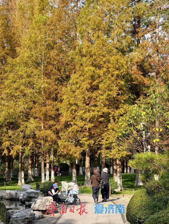 一年四季 泉在济南丨初冬时节，五龙潭公园色彩斑斓景致如画