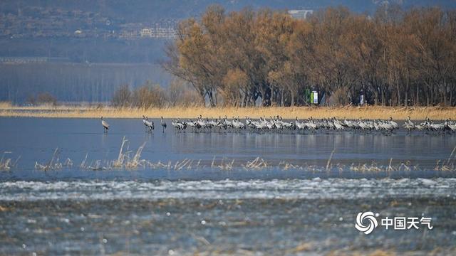 野鸭湖灰鹤群“起舞” 绘就冬日和谐生态画卷