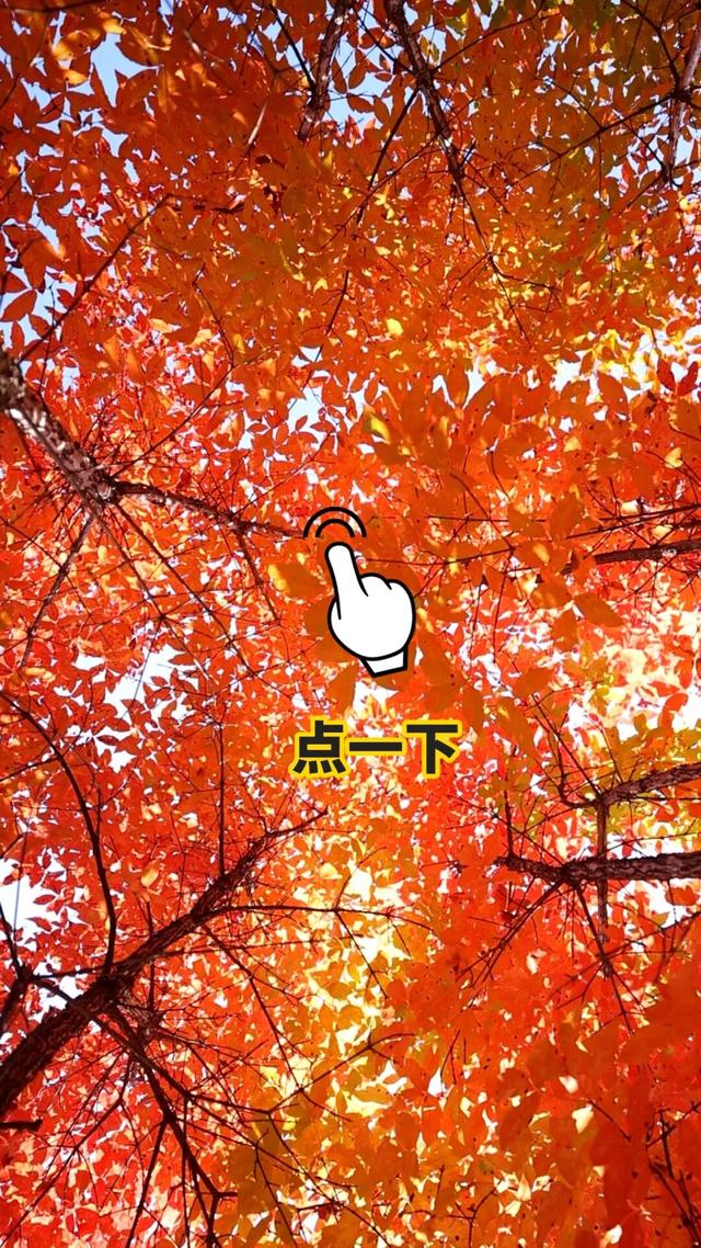 你拍的红叶总“差点意思”？问题可能出在第一步！