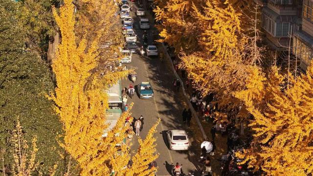 太出片了！昆明文林街变身浪漫银杏大道