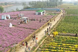 驿城区：农文旅融合小菊花长成大产业图片