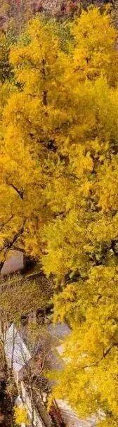 洛阳这个宝藏去处，秋天必打卡！