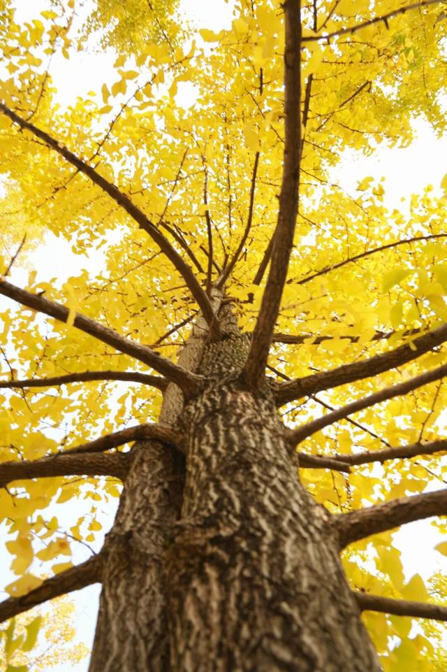 宜宾，含“金”量超高！