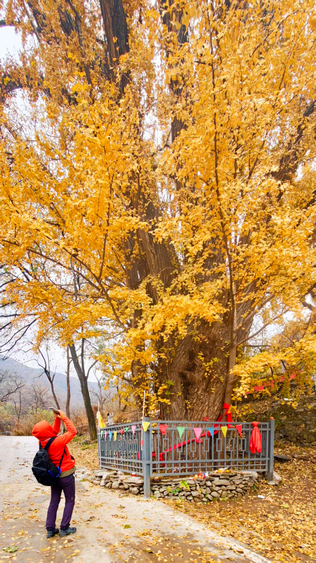 满院金黄！门头沟广化寺千年银杏引游人打卡
