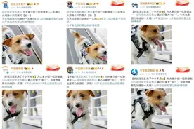 长得些许“潦草”，这只小警犬凭啥“火”了！网友：我能不能和它一起参训？图片