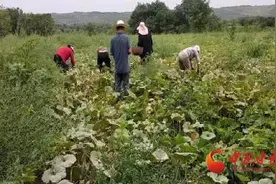泾川：贝贝南瓜丰收忙 特色产业助振兴图片
