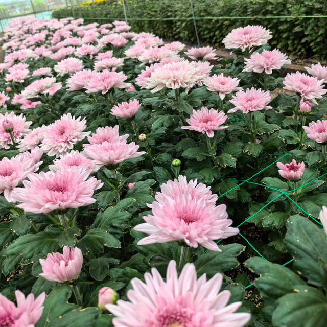 顶流上线，快来湖熟赏菊