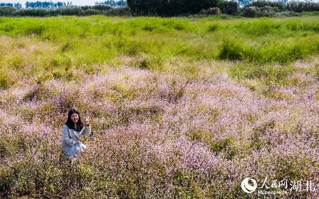 武汉桐湖：红蓼花开映碧水