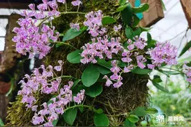 蕊喙似象鼻，珍稀濒危植物象鼻兰正在保护区盛开图片