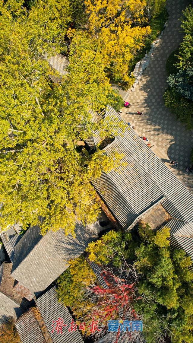 一年四季 泉在济南丨趵突泉秋景如画 泉涌叶舞醉游人