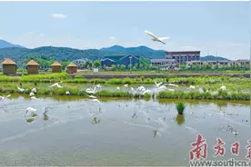 白鹭成常客 共绘和谐美图片