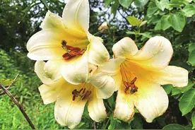 龙陵发现野生淡黄花百合图片