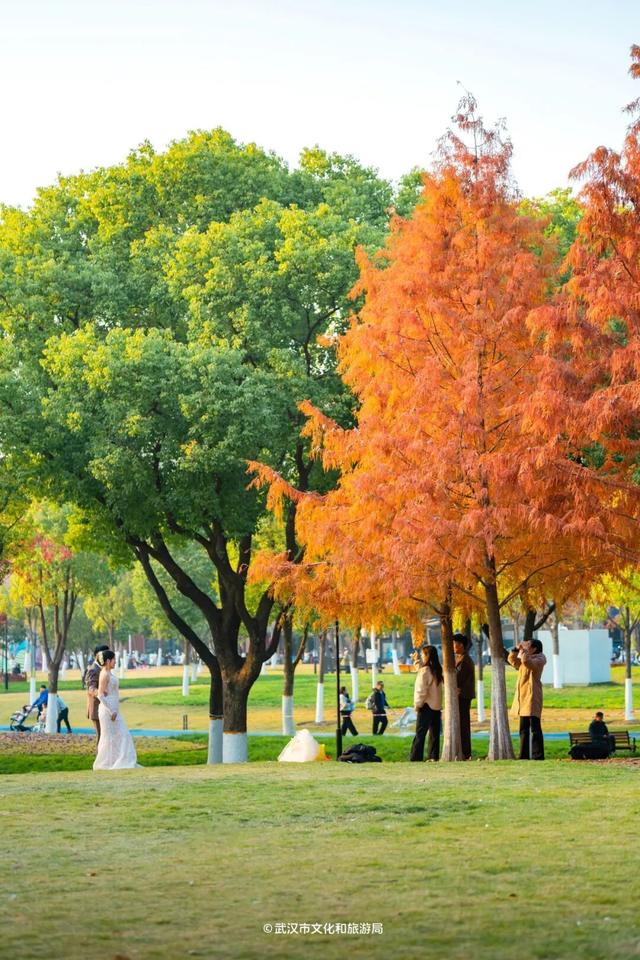 武汉这片杉树林，喀纳斯啊你！