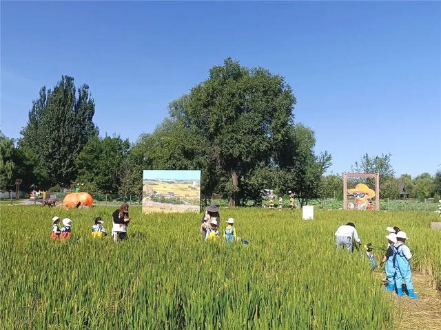 抓螃蟹、割稻子、做稻草人……就在海淀这个稻田艺术节——