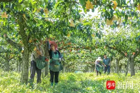 神奇！“高位嫁接”让一棵树长出“两种梨”图片