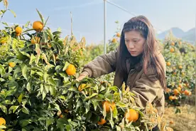 急！30万斤沃柑挂树上，浏阳果农求买主图片
