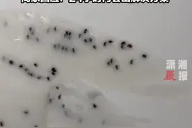 独家丨海飞丝回应洗发水现虫卵：已送第三方检测图片