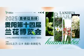 2025年“贵钢花鸟杯” 贵阳第十四届兰花博览会2月8日启幕图片