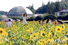 组图丨朵朵葵花向阳开，金秋赏花正当时图片