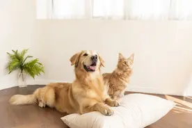 潮声丨猫猫狗狗的招财体质，这个地方拿捏住了图片