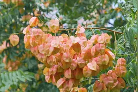 秋天专属“美拉德”！上海的第一棵栾树红了，美不胜收~图片