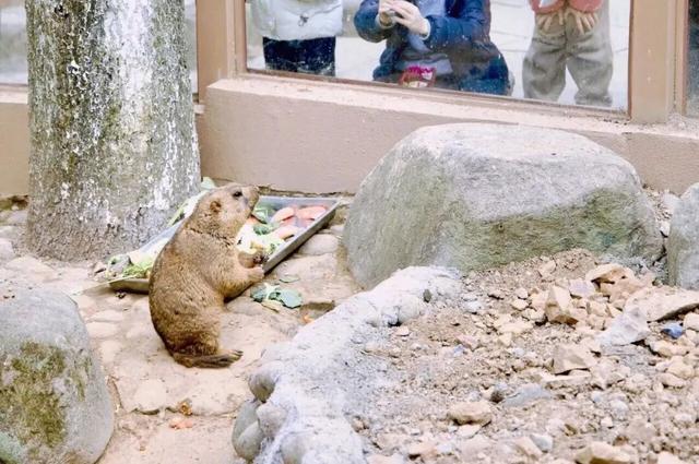 门票8元！杭州一动物园，正式开放！来了好多“新朋友”