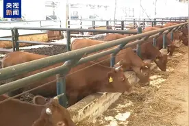 美关税政策下巴西牛肉出口承压 中巴牛肉贸易合作稳中求进图片