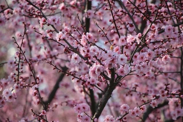 谁是庐阳“顶流”？这份春日浪漫请查收(内附赏花地图)