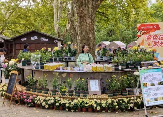 2025上海菊花展在共青森林公园举办 攻略请收好