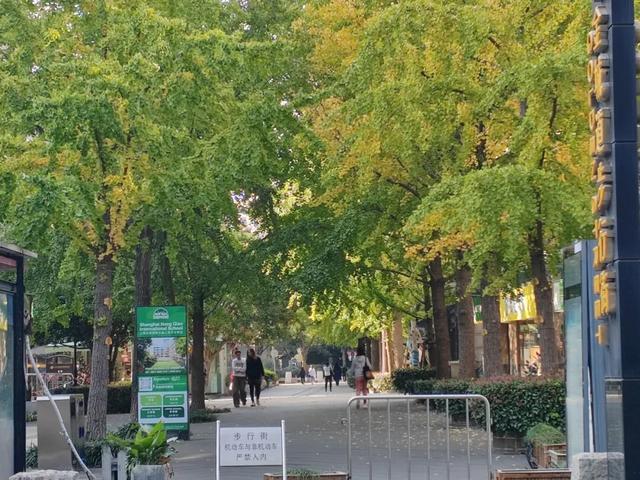 银杏渐黄，黄金城道即将进入“观赏季”→