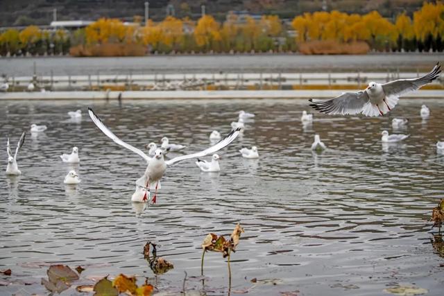 图说定西 | 定西湖畔风景如画