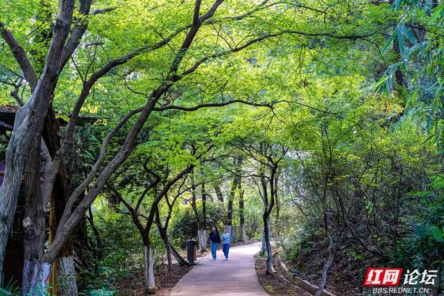 岁暖时刻丨暖冬长沙图鉴：烈士公园，藏不住的诗意光景