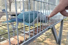 一只鹦鹉3000元！吃得好，住别墅，还有“身份证”，记者探访鹦鹉养殖基地图片