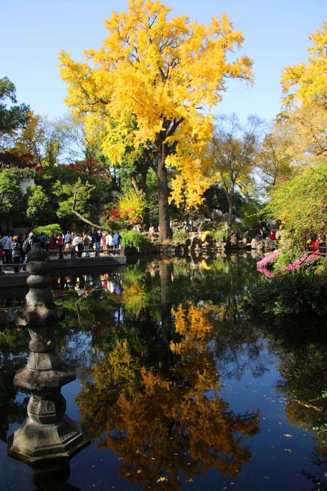 江苏苏州：游姑苏留园 赏金色银杏