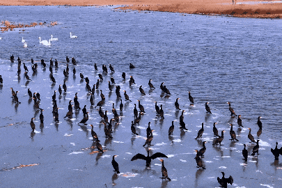 看候鸟北归，打开内蒙古的春天