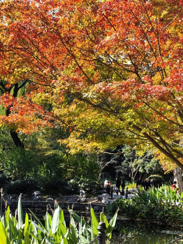 红了！上海枫叶已变色