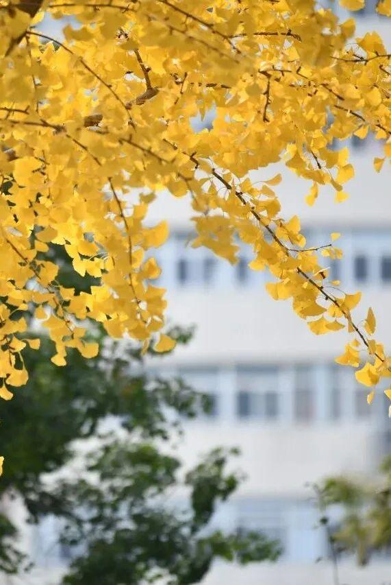 绝美！走，打卡去！