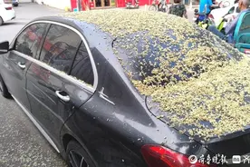 树下停车满身黏腻？谨防蚜虫“黏液炮弹”图片