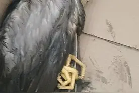 国家二级保护动物夜鹭受伤 青岛警民携手展开救助图片