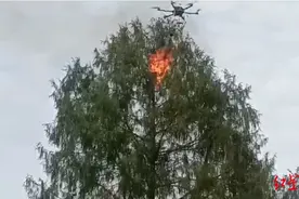 巨型马蜂窝藏身17米高大树，多人被蜇伤 救援队起飞无人机喷火灭杀图片