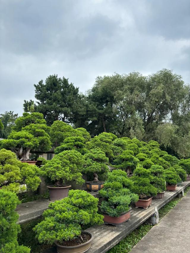 顶级美学！西安这4个园林，美到失语！