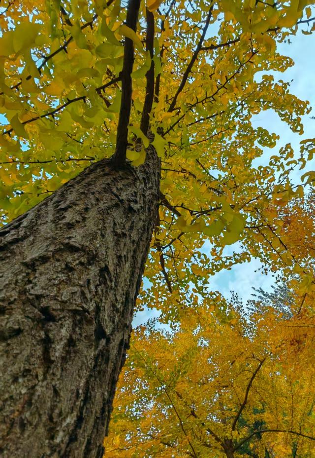 赏秋不用远足，济南森林公园诗意盎然