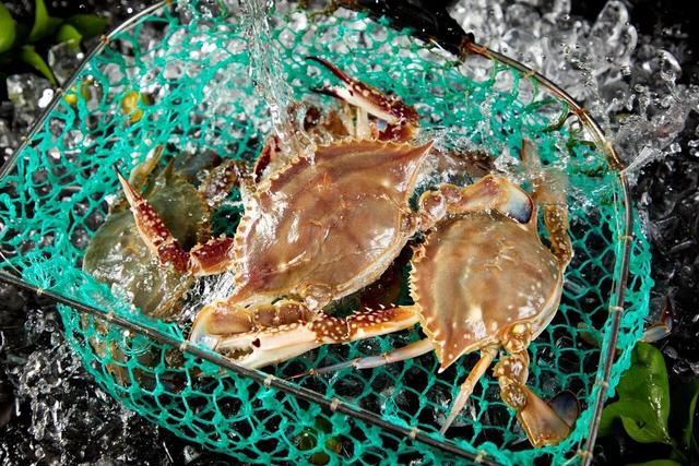 刚死不久的螃蟹，还能吃吗？