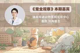 毛孩子家长必看！不合格零食隐藏的危机图片