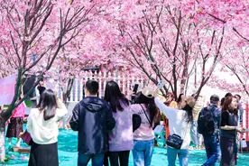 这里的粉色早樱无敌了！赏樱花、逛市集，还有音乐会，2025湘江新区晚安樱花季启幕图片